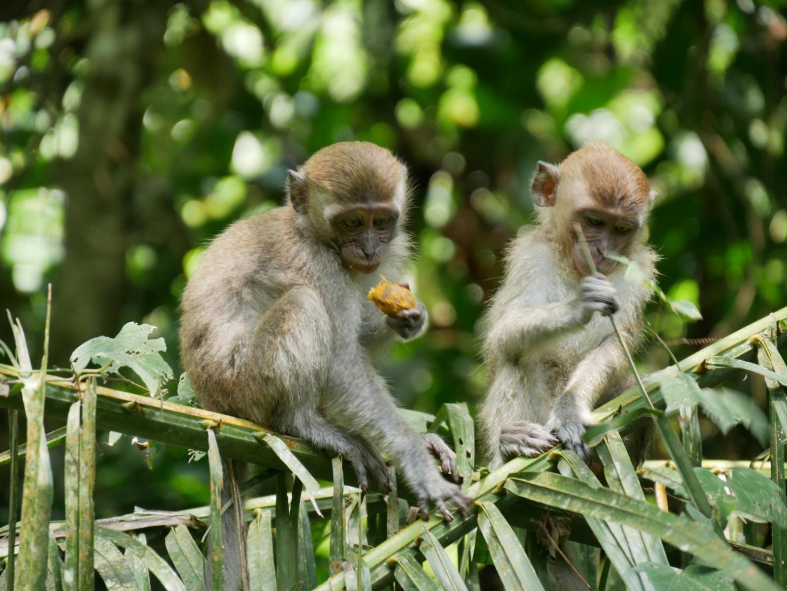 Sama Sama Homestay & Trekking Only Stay Here Book Trekking And Transport With Us Bukit Lawang Zewnętrze zdjęcie