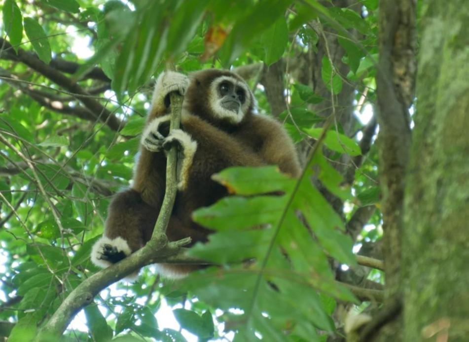 Sama Sama Homestay & Trekking Only Stay Here Book Trekking And Transport With Us Bukit Lawang Zewnętrze zdjęcie