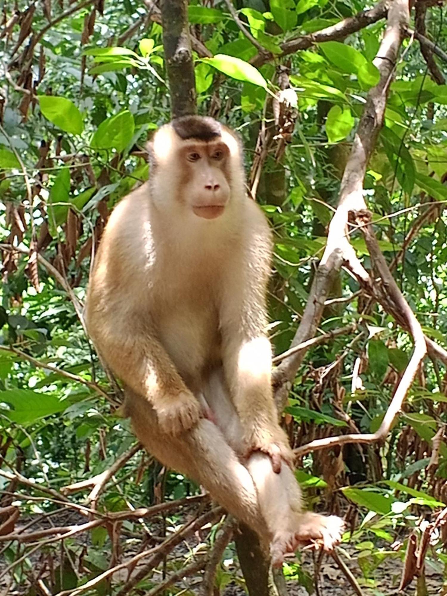 Sama Sama Homestay & Trekking Only Stay Here Book Trekking And Transport With Us Bukit Lawang Zewnętrze zdjęcie