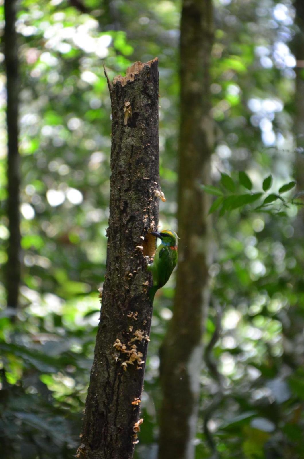 Sama Sama Homestay & Trekking Only Stay Here Book Trekking And Transport With Us Bukit Lawang Zewnętrze zdjęcie