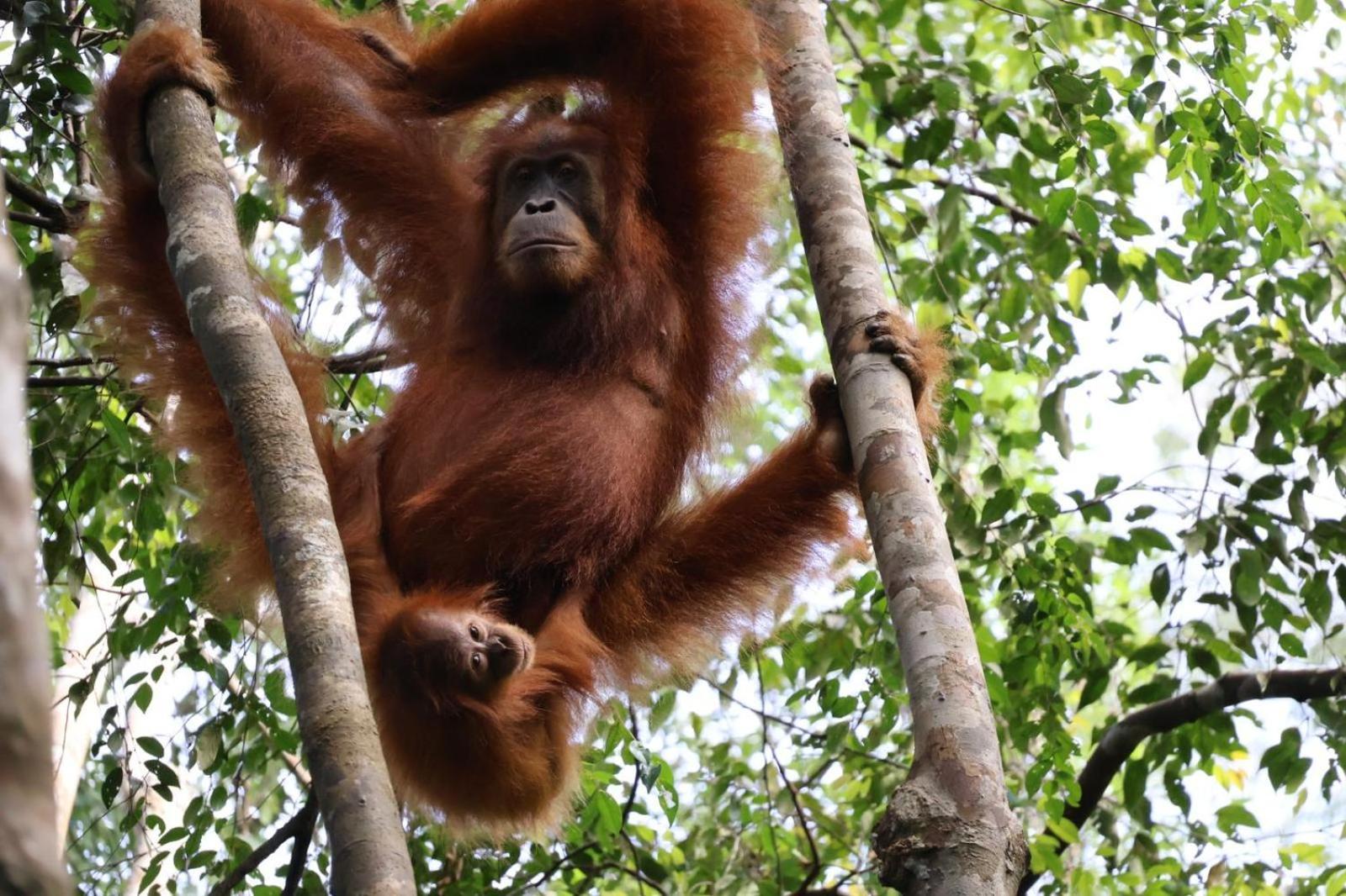 Sama Sama Homestay & Trekking Only Stay Here Book Trekking And Transport With Us Bukit Lawang Zewnętrze zdjęcie