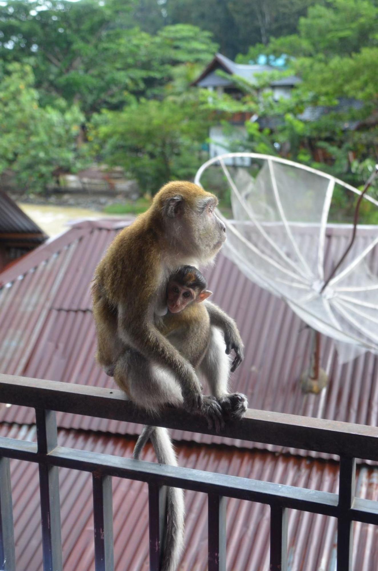 Sama Sama Homestay & Trekking Only Stay Here Book Trekking And Transport With Us Bukit Lawang Zewnętrze zdjęcie