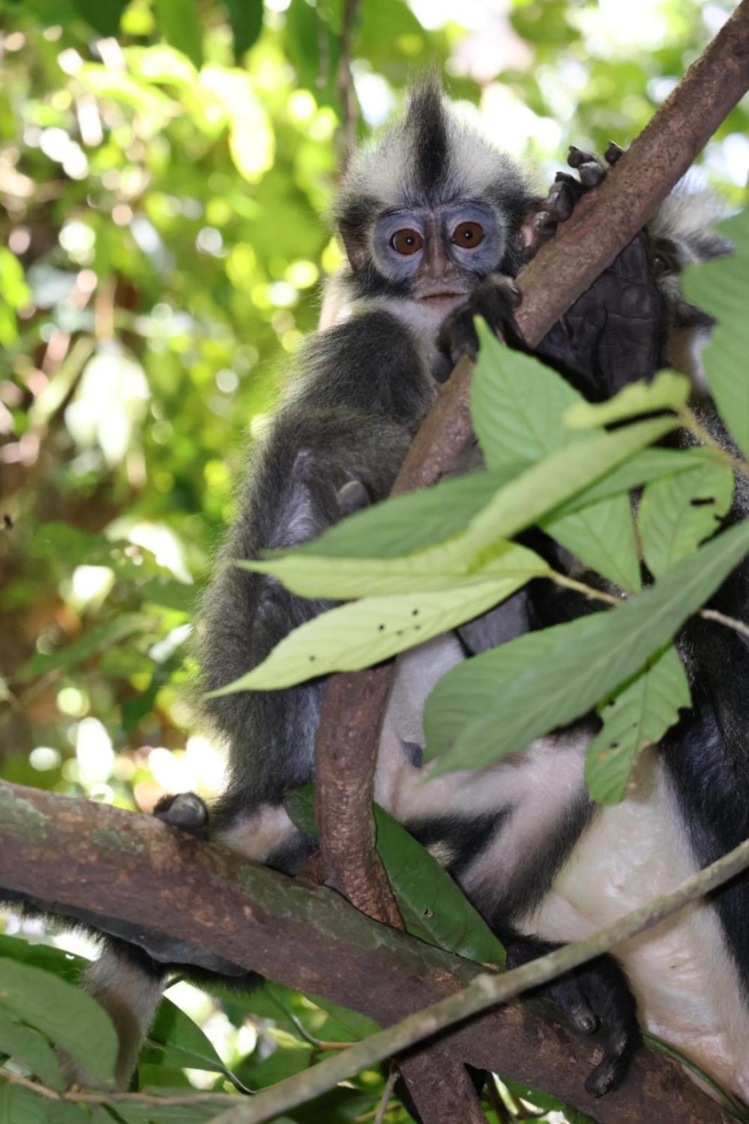 Sama Sama Homestay & Trekking Only Stay Here Book Trekking And Transport With Us Bukit Lawang Zewnętrze zdjęcie