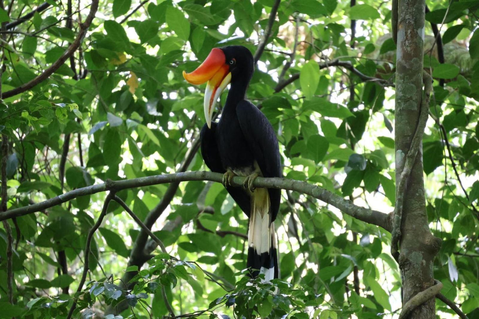 Sama Sama Homestay & Trekking Only Stay Here Book Trekking And Transport With Us Bukit Lawang Zewnętrze zdjęcie