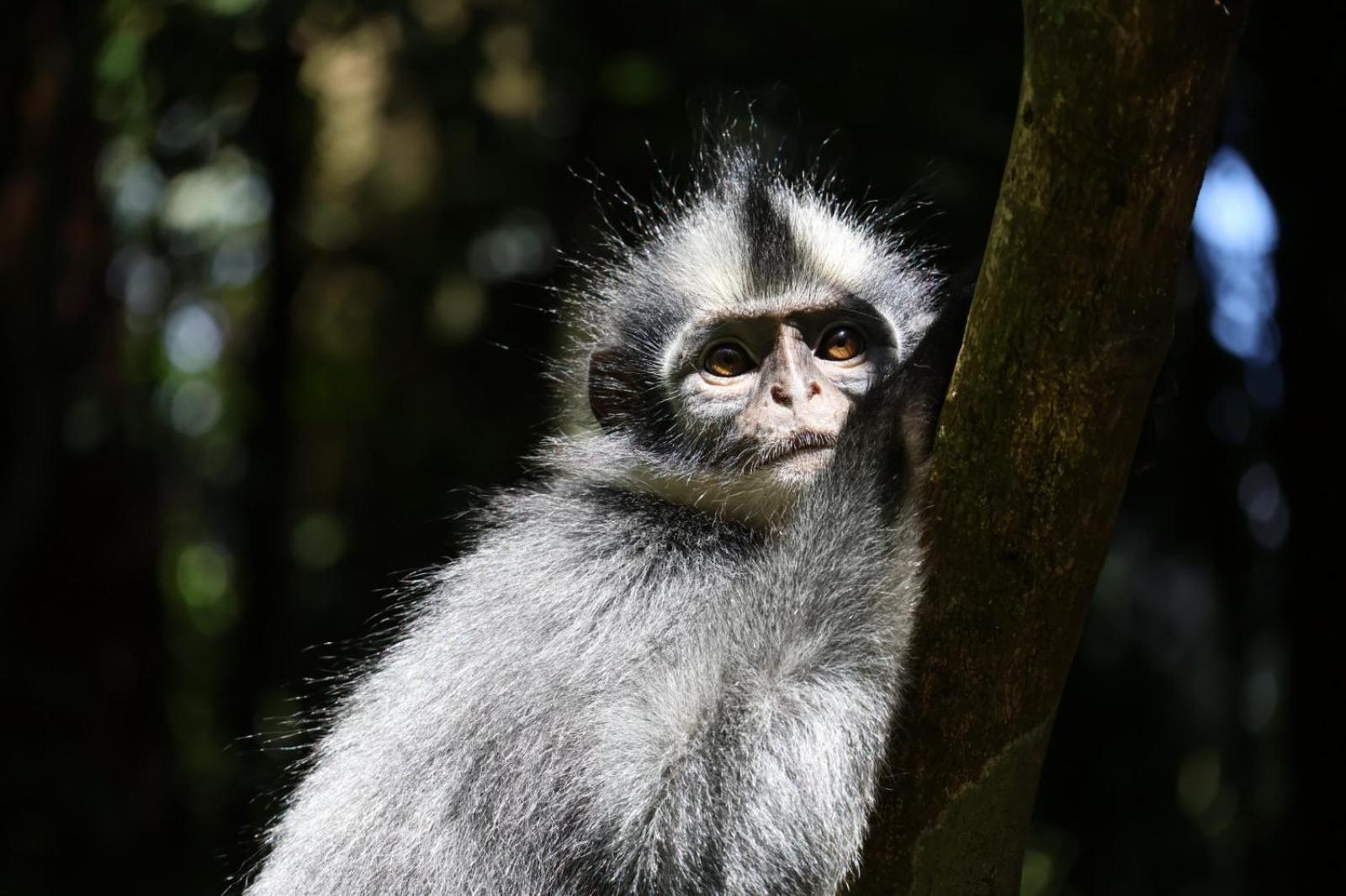 Sama Sama Homestay & Trekking Only Stay Here Book Trekking And Transport With Us Bukit Lawang Zewnętrze zdjęcie