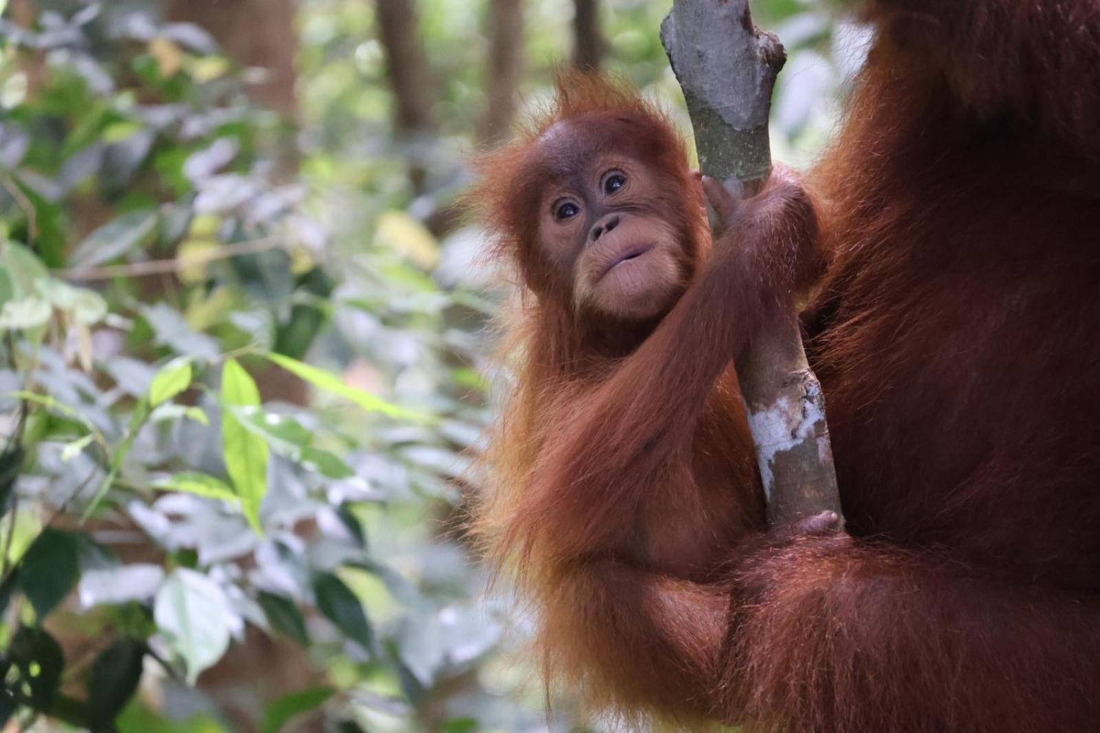 Sama Sama Homestay & Trekking Only Stay Here Book Trekking And Transport With Us Bukit Lawang Zewnętrze zdjęcie