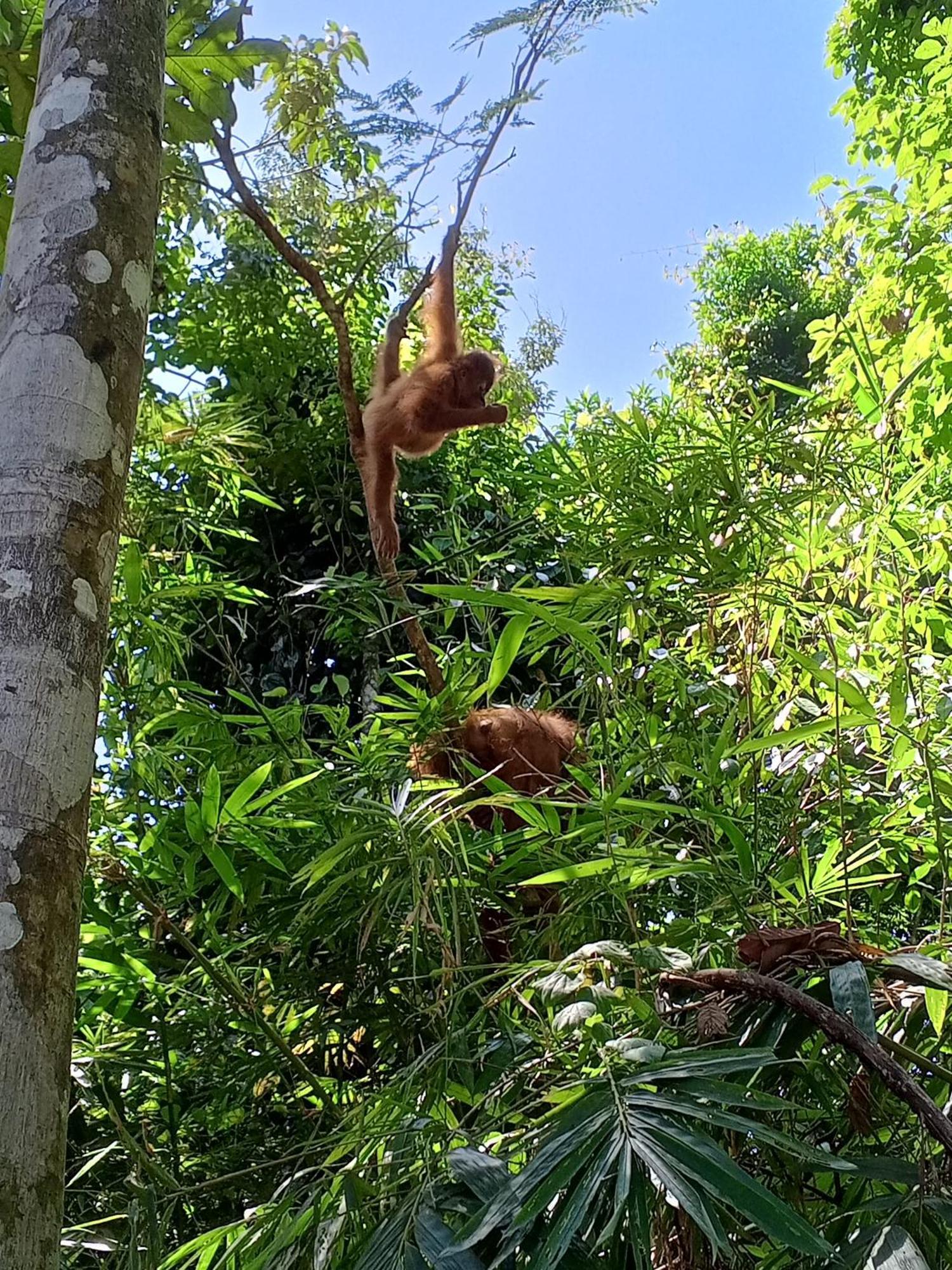 Sama Sama Homestay & Trekking Only Stay Here Book Trekking And Transport With Us Bukit Lawang Zewnętrze zdjęcie