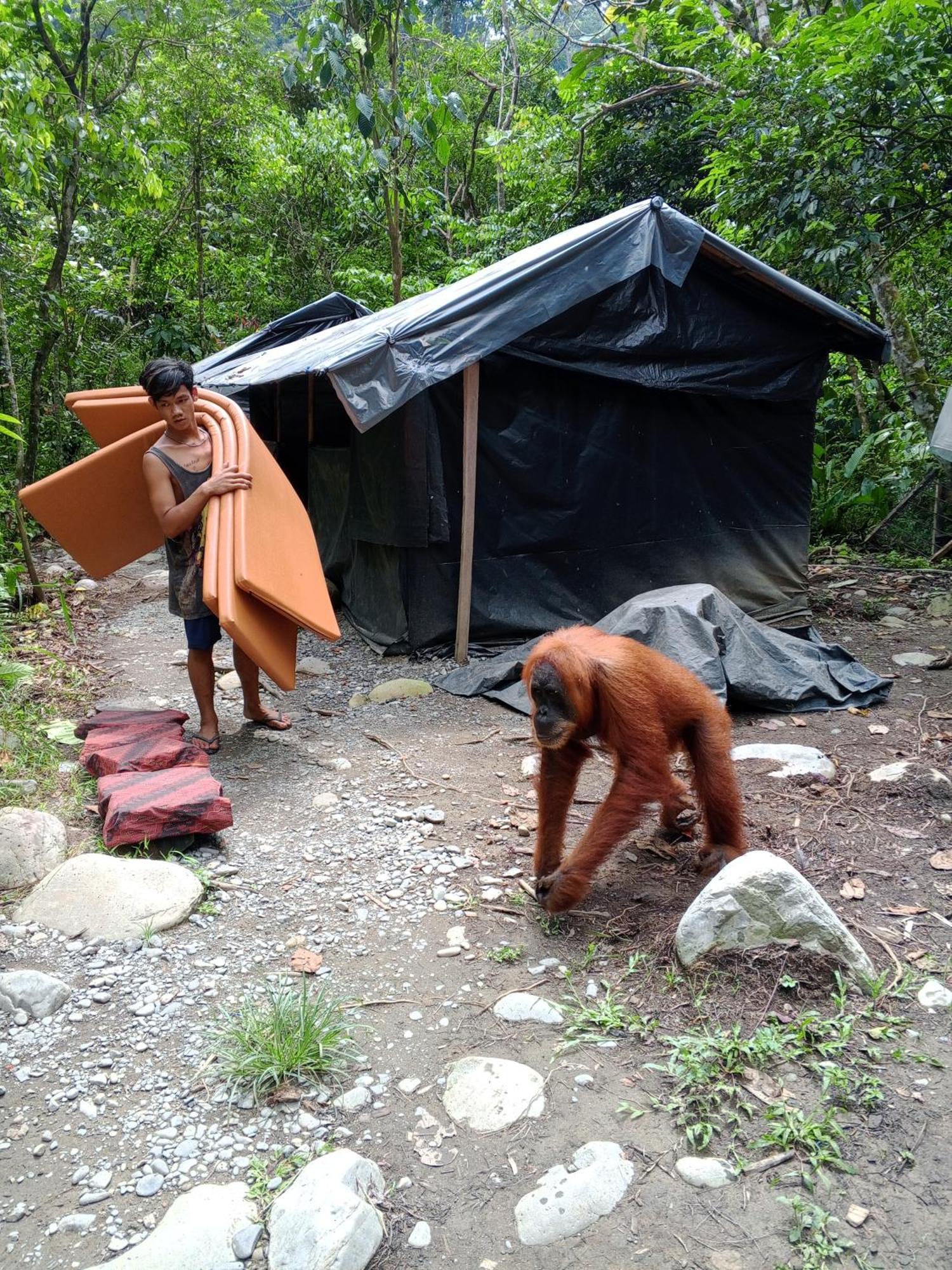 Sama Sama Homestay & Trekking Only Stay Here Book Trekking And Transport With Us Bukit Lawang Zewnętrze zdjęcie