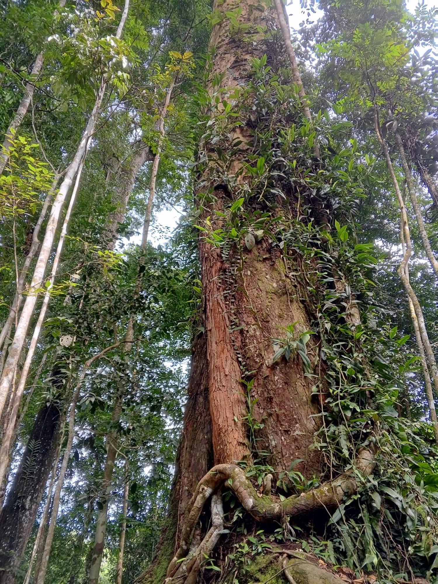 Sama Sama Homestay & Trekking Only Stay Here Book Trekking And Transport With Us Bukit Lawang Zewnętrze zdjęcie