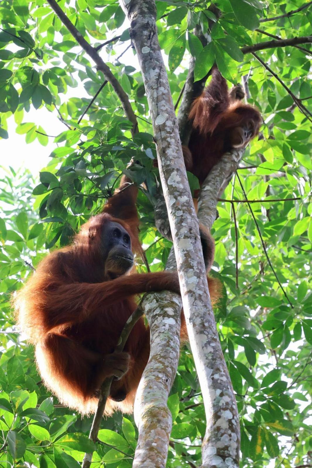 Sama Sama Homestay & Trekking Only Stay Here Book Trekking And Transport With Us Bukit Lawang Zewnętrze zdjęcie