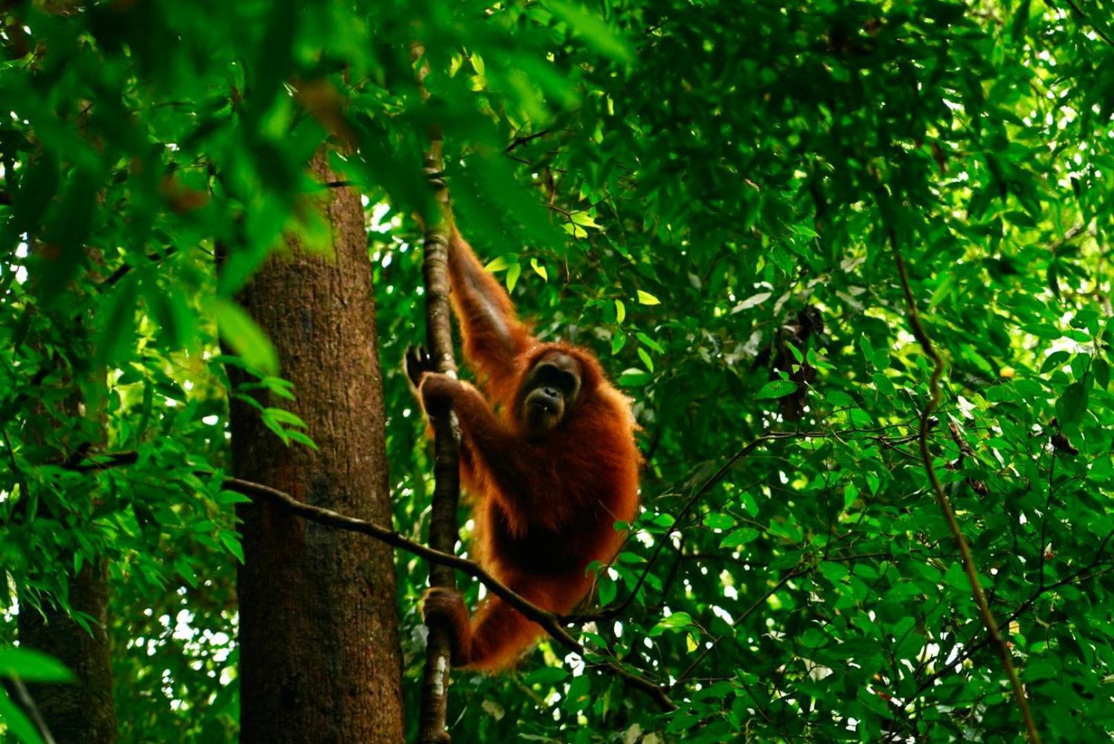 Sama Sama Homestay & Trekking Only Stay Here Book Trekking And Transport With Us Bukit Lawang Zewnętrze zdjęcie