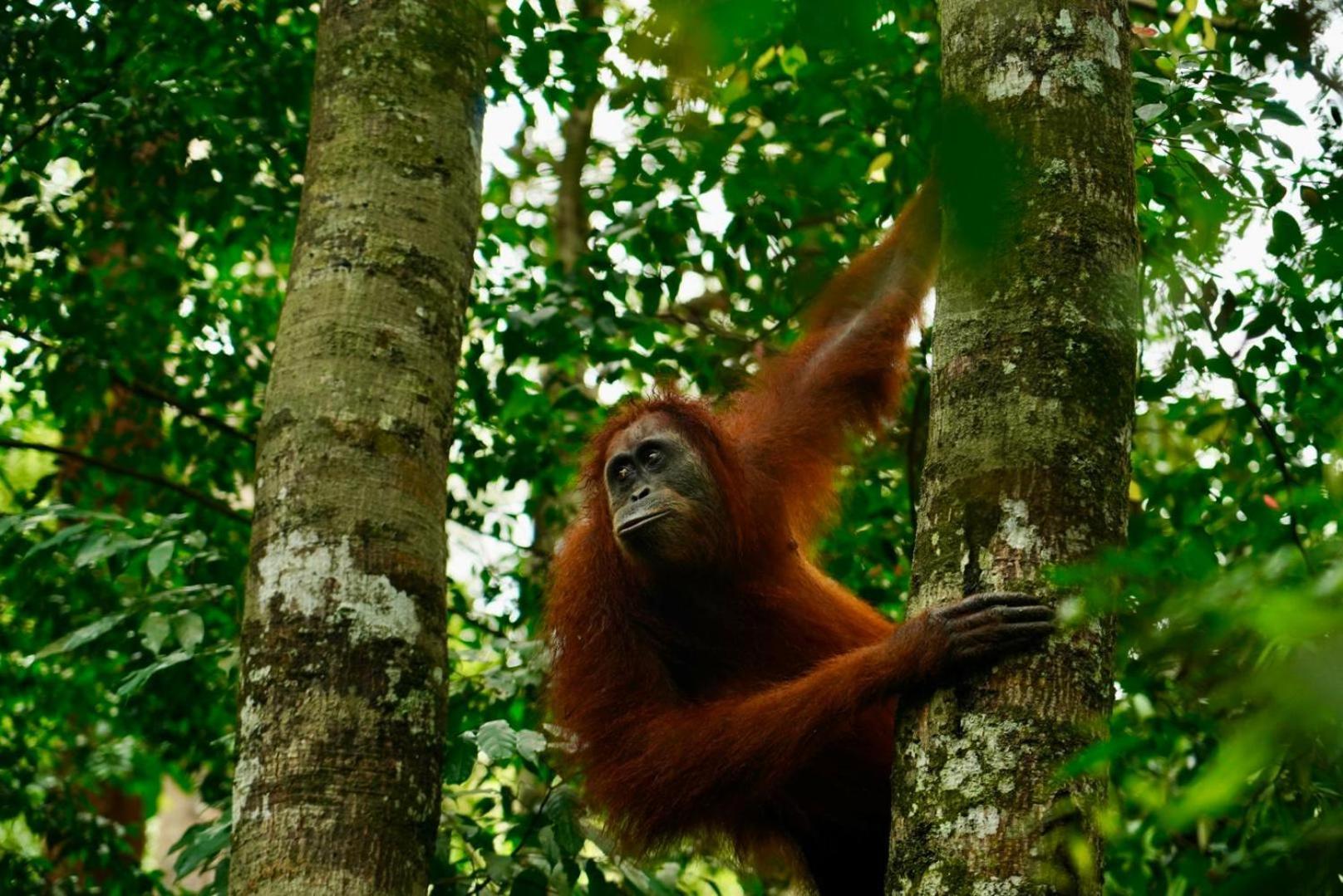 Sama Sama Homestay & Trekking Only Stay Here Book Trekking And Transport With Us Bukit Lawang Zewnętrze zdjęcie
