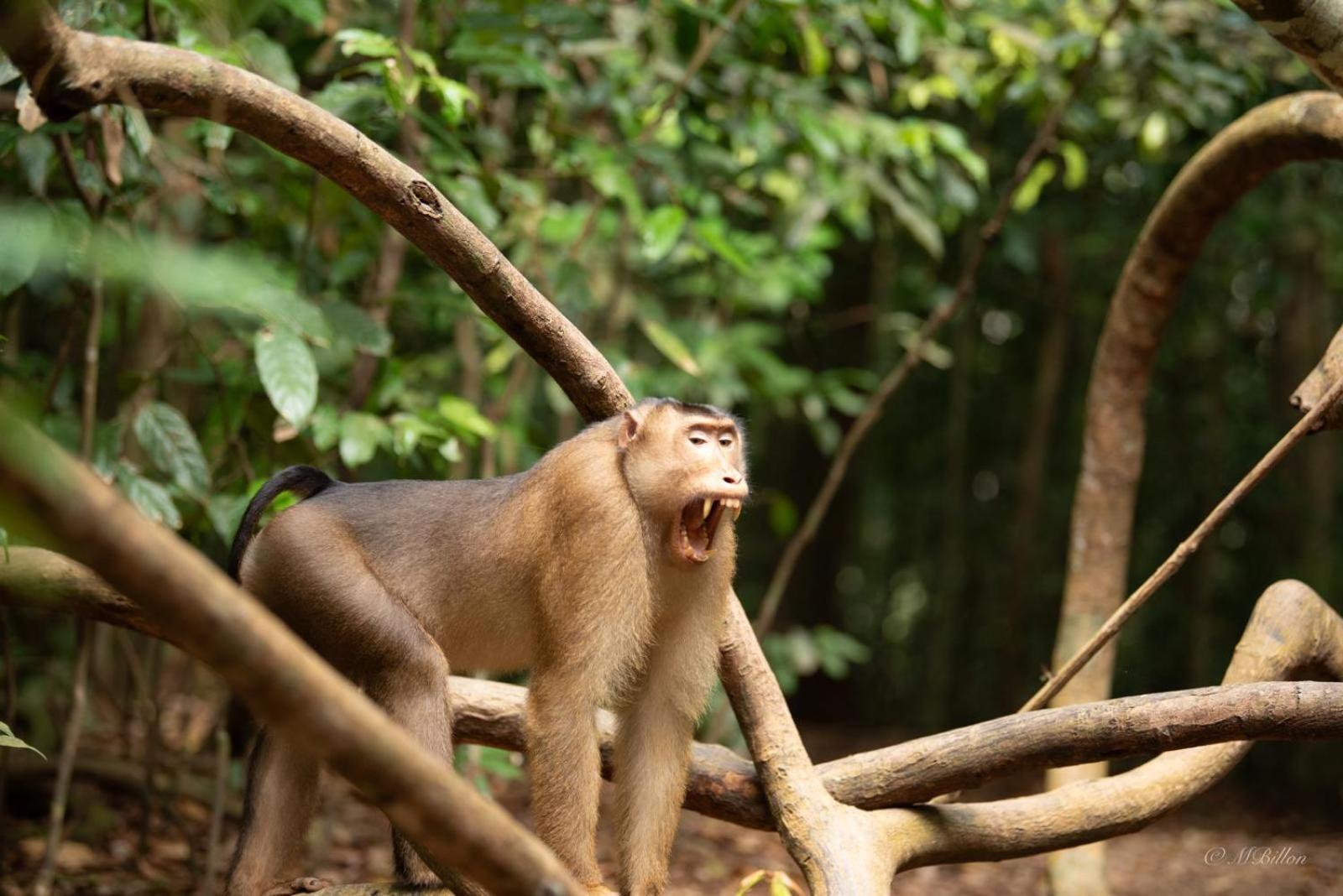 Sama Sama Homestay & Trekking Only Stay Here Book Trekking And Transport With Us Bukit Lawang Zewnętrze zdjęcie